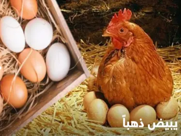 أسعار البيض في العالم ترتفع بشكل تاريخي ودول تدق ناقوس "الخطر" - وكالة ستيب نيوز