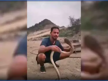 بالفيديو|| أفعى كوبرا تلدغ مروض سعودي حاول مداعبتها - وكالة ستيب نيوز