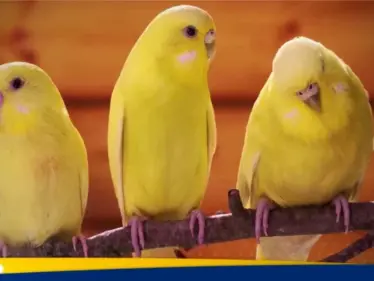 ماذا تعرف عن عصفور الكناري.. وغذاؤه المفضل - وكالة ستيب نيوز