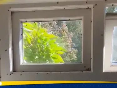 خنافس تغزو بريطانيا.. والذعر يعمّ الشوارع والمنازل - وكالة ستيب نيوز