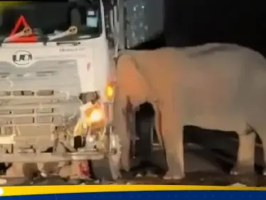 بالفيديو|| شاهد كيف انتقمت أنثى فيل من سائق شاحنة دهس صغيرها - وكالة ستيب نيوز