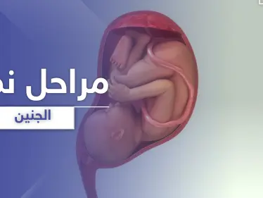 مراحل نمو الجنين من الأسبوع الأول في الحمل وحتى الأربعين - وكالة ستيب نيوز
