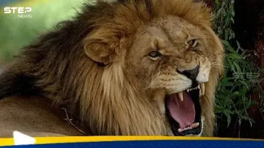 أسد يفترس مربيه في النجف العراقية (فيديو): أحدث الأخبار