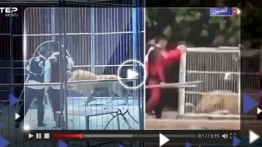 أسدان يهربان من السيرك وقت العرض.. شاهد ردة فعل الجمهور (فيديو)