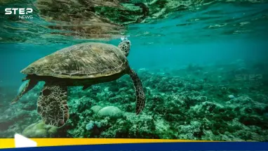 المحيطات تكشف أسرارها.. دراسة علمية تفجر مفاجأة حول تغيير كبير أصاب المسطحات المائية: أحدث الأخبار