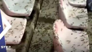 بعد انتشاره في مكة المكرمة.. بيان سعودي حول مخاطر الجراد النطاط على الإنسان والنبات