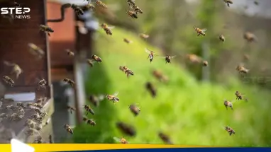 كارثة النحل.. أمريكا تحذر بعد هروب 250 مليون حشرة (فيديو): أحدث الأخبار