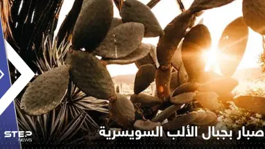 صحيفة: العثور على نبتة تنذر بكارثة مناخية على جبال الألب السويسرية