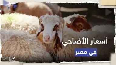 مع اقتراب عيد الأضحى.. أسعار الأضاحي في مصر 2023
