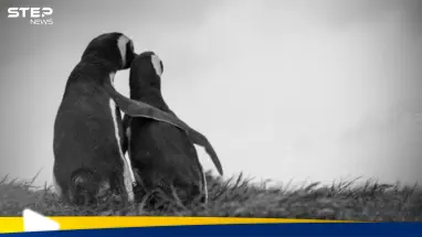 بورورو البطريق الصغير