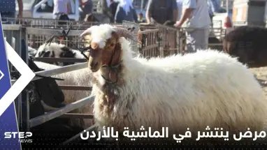 مرض خطير ينتشر في أسواق الماشية بالأردن.. والسلطات تستنفر