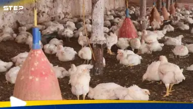 طاعون الدجاج