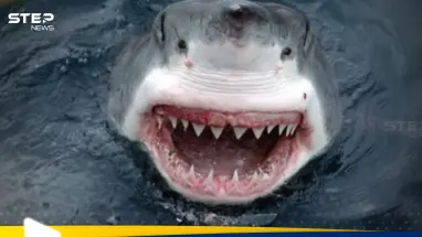 أسماك القرش تهاجم إسرائيليين على شواطئ الخضيرة.. واختفاء رجل: أحدث الأخبار