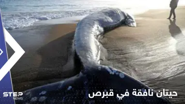 "لغز" مرتبط بالزلزال الكبير.. حيتان نافقة على شواطئ قبرص