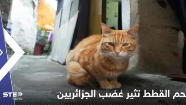 غضب جزائري على وسائل التواصل بعد بيع جزارين لحم القطط على أنها أرانب!