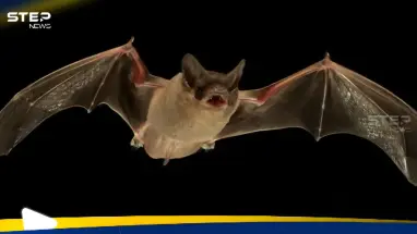 اكتشاف فيروسات جديدة قاتلة في الخفافيش أخطر من كورونا: أحدث الأخبار