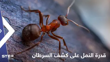 قدرة النمل على كشف أورام السرطان.. دراسة جديدة تكشف التفاصيل