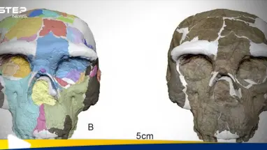 جمجمة عمرها مليون سنة.. مفاجأة تغير نظرتنا لتاريخ الإنسان: أحدث الأخبار