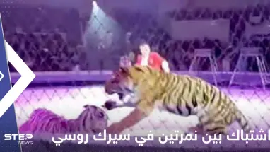 شاهد|| اندلاع معركة "شرسة" بين نمرتين في سيرك روسي يدفع المسؤولين لإيقاف العرض فوراً