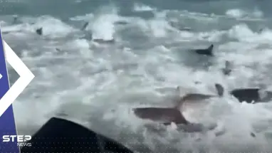 فيديو "مرعب" لمئات من أسماك القرش وهي تحاصر صيادين بأمريكا