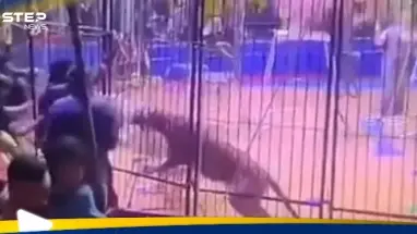 بالفيديو|| لحظات مرعبة في سيرك بمصر.. نمر يهاجم عاملا وينهش ذراعه: أحدث الأخبار