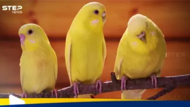 ماذا تعرف عن عصفور الكناري.. وغذاؤه المفضل: أحدث الأخبار