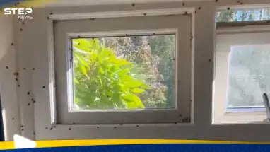 خنافس تغزو بريطانيا.. والذعر يعمّ الشوارع والمنازل: أحدث الأخبار