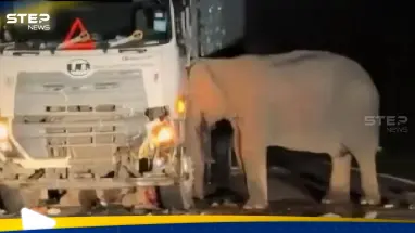 بالفيديو|| شاهد كيف انتقمت أنثى فيل من سائق شاحنة دهس صغيرها: أحدث الأخبار