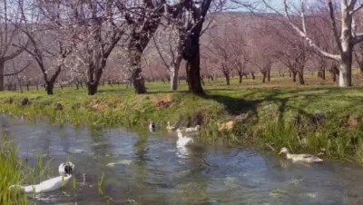 دمشق - عدسة الجمهور - وكالة ستيب نيوز