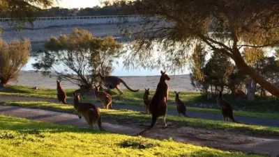 أستراليا - عدسة الجمهور - وكالة ستيب نيوز