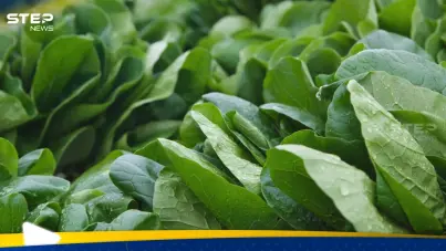 السبانخ النيئة أم المطبوخة.. أيهما أكثر فائدة للصحة؟: آخر الأخبار