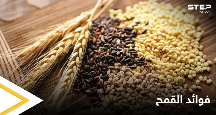 القمح النبات الأكثر شهرة في العالم.. تعرف على فوائده التي لا تتوقعها: أخبار