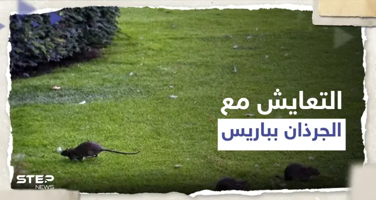 طلب "غريب" من سلطات باريس للمواطنين بالمدينة بعد أن غزتها الجرذان: أخبار