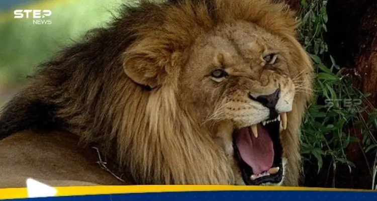 أسد يفترس مربيه في النجف العراقية (فيديو): أخبار