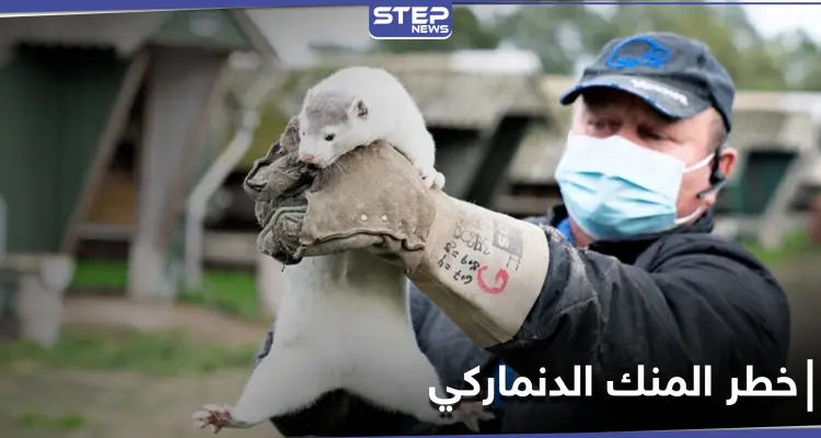 ظهور فيروس تاجي متحور في حيوان المنك الدنماركي وأكثر من 200 إصابة بشرية (صور): أخبار