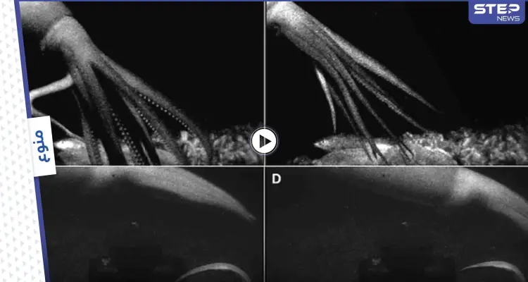 لأول مرة وعلى عمق 2500 قدم.. كاميرات تلتقط الحبار العملاق وهو يصطاد فريسته بخليج المكسيك (فيديو وصور): أخبار