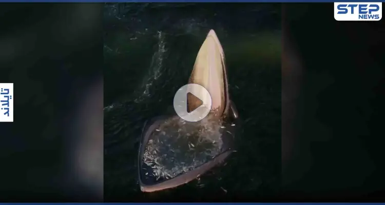 بالفيديو|| حيلة مذهلة يلجأ لها حوت ضخم مكّنته من ابتلاع أعدادٍ مهولةٍ من الأسماك دون عناء: أخبار