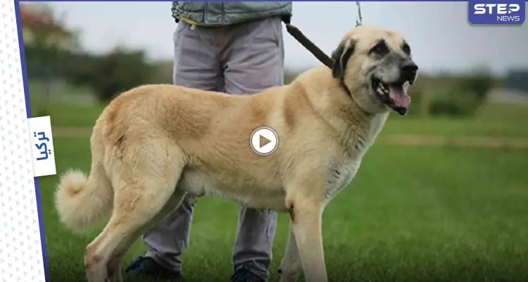 بالفيديو|| كلاب تهاجم فتاة في إسطنبول وتقوم بعضها أكثر من 56 عضة بأقل من دقيقتين: أخبار