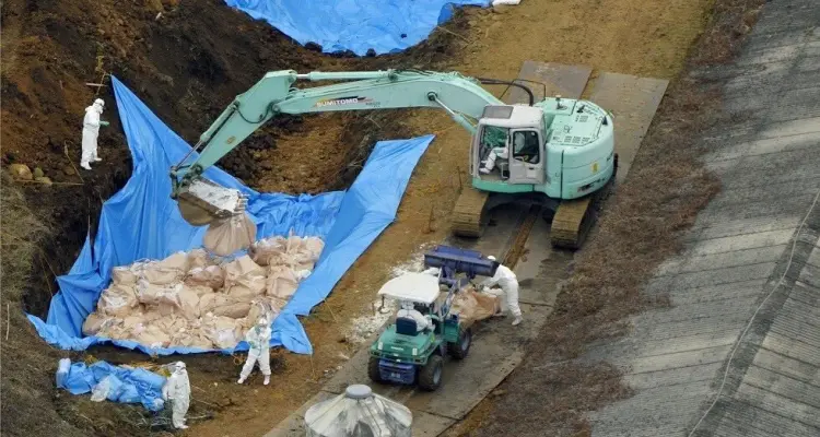 انتشار فيروس إنفلونزا الطيور في الجزائر واليابان والأخيرة تعدم 250 ألف طير: أخبار