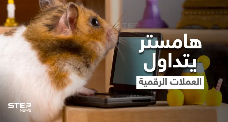 بالفيديو|| تعرف على الهامستر الذي أذهل العالم بتفوقه على البشر في تداول العملات الرقمية.. مالكه يكشف الأسرار بعد وفاته: أخبار