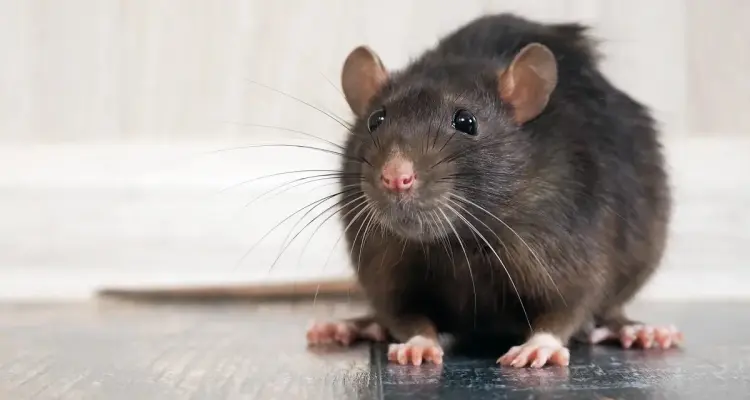 تحذيرات من وباء الفئران في بريطانيا.. ما القصة؟: أخبار