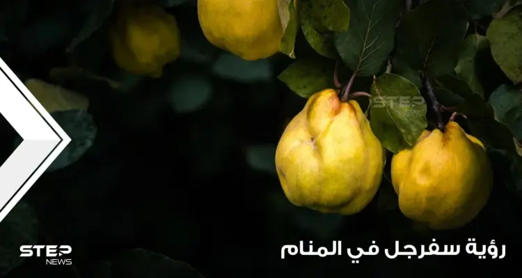 رؤية السفرجل في المنام وقطافها وجمعها وعصرها عند المعبرين: أخبار