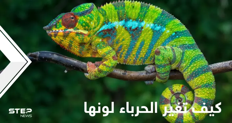 كيف تغير الحرباء لونها ومتى تفعل ذلك.. إليك حقائق مدهشة عن حياتها: أخبار