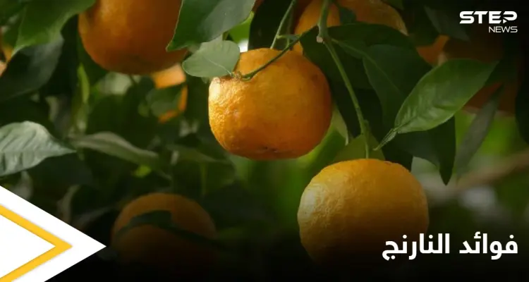منها خسارة الوزن وعلاج ضغط الدم تعرف على فوائد النارنج الكثيرة: أخبار