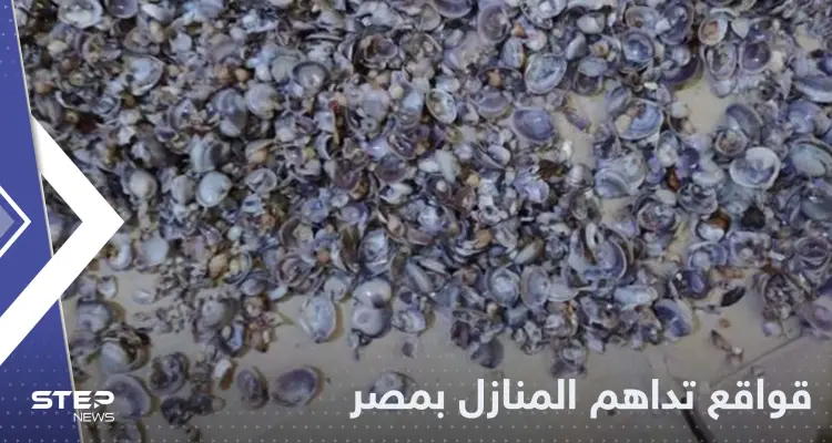 قواقع بحرية تداهم المنازل في مصر والسلطات تتحرك: أخبار