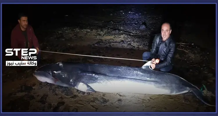 بالصور|| في حادثة هي الأولى من نوعها.. حوت ضخم نافق على شاطئ طرطوس السورية: أخبار
