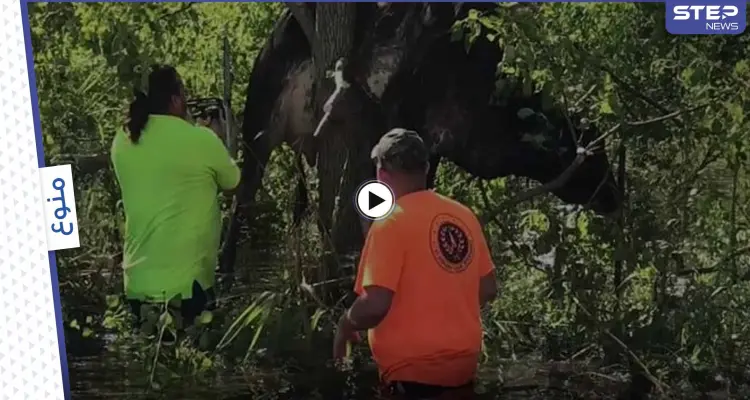 بالفيديو|| إعصار إيدا يتسبب بمشاهد نادرة ويعلق بقرة فوق الشجرة.. وتحذيرات من إعصار لارى: أخبار