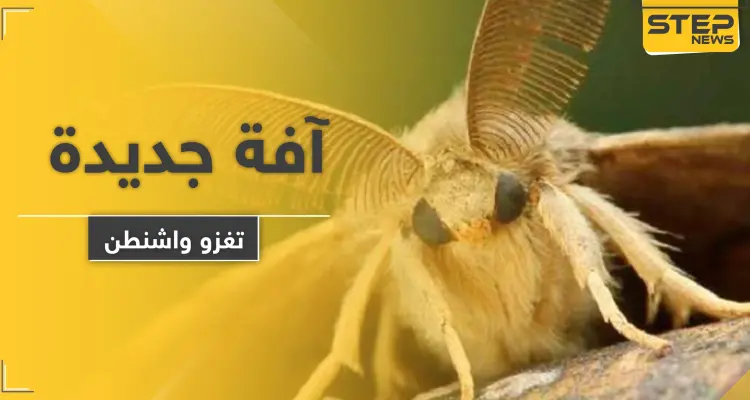 بعد كورونا والدبابير القاتلة.. آفة جديدة تهاجم واشنطن: أخبار