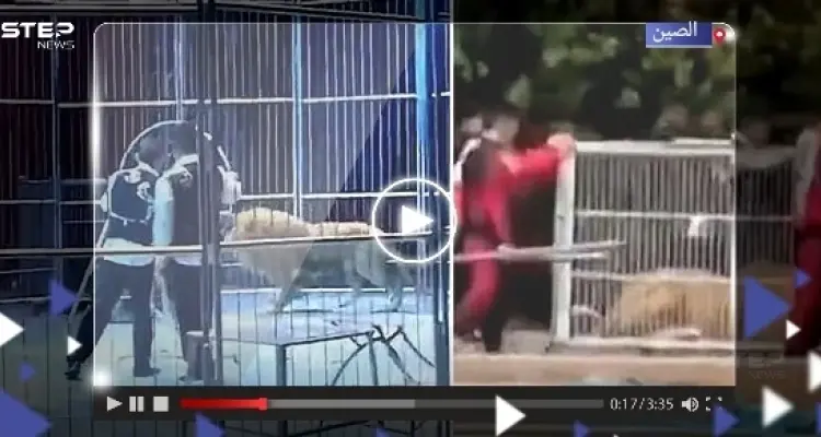 أسدان يهربان من السيرك وقت العرض.. شاهد ردة فعل الجمهور (فيديو): أخبار