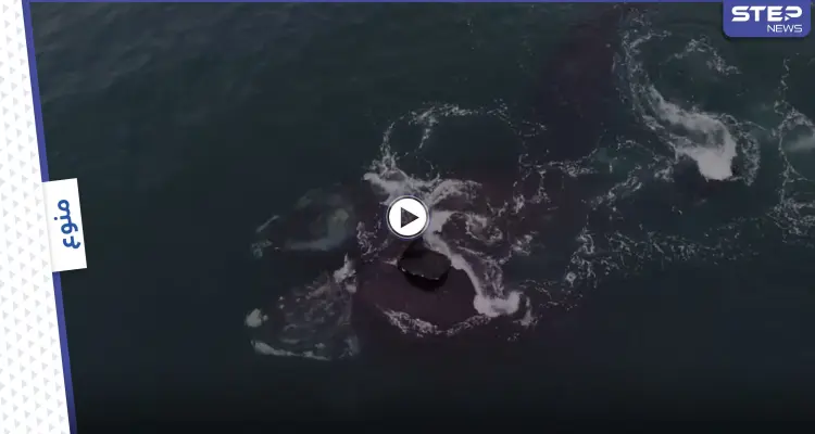 بالفيديو|| مشهد نادر لا يتكرر.. حوت مهدد بالانقراض يعانق آخر في المحيط الأطلنطي: أخبار